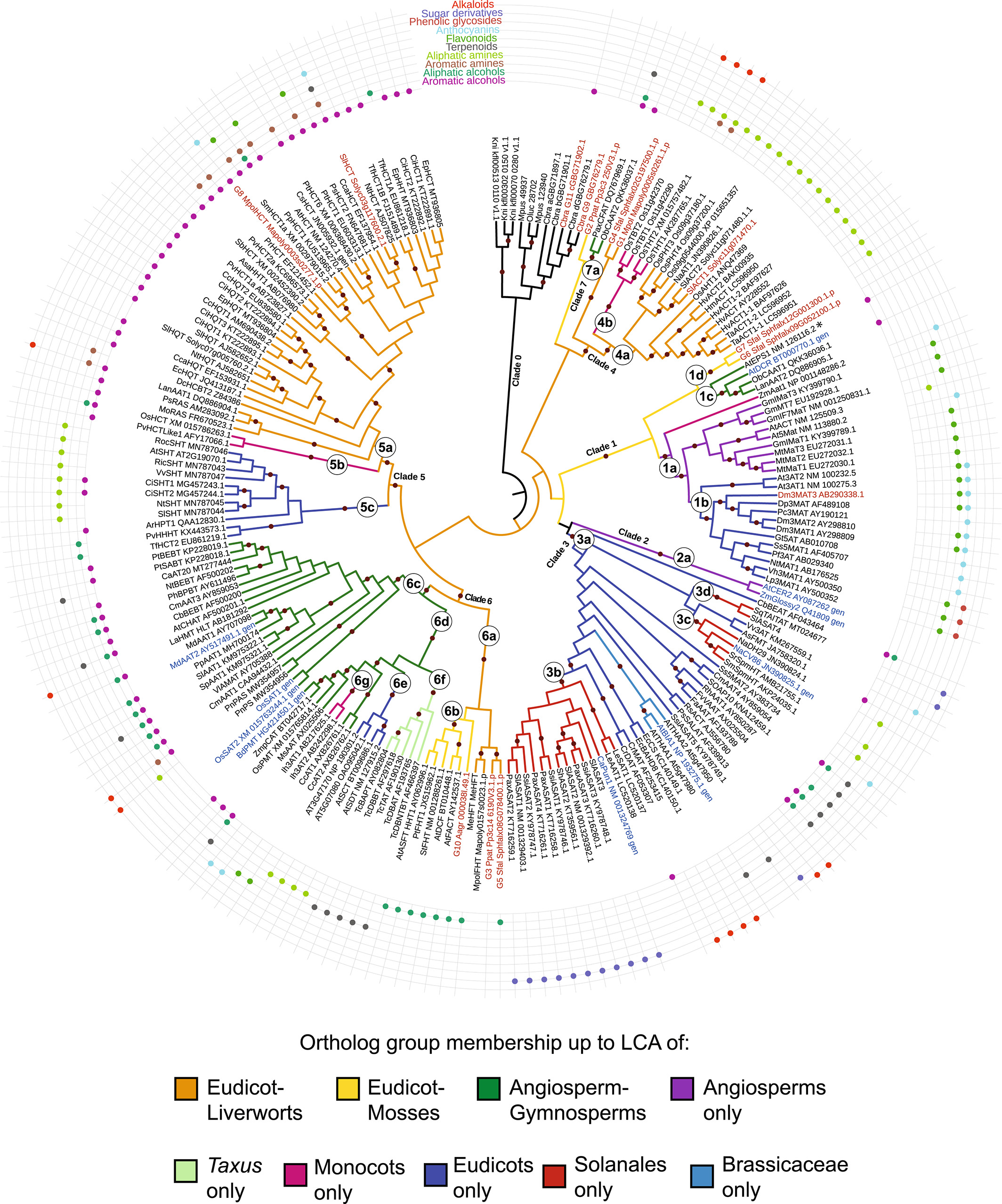Image of a phylogenetic tree of plant BAHDs